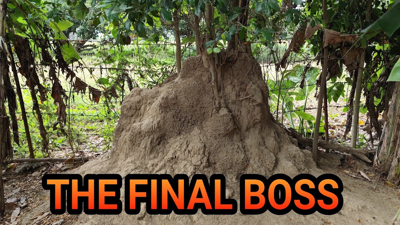 THE FINAL BOSS! THE BIGGEST TERMITE MOUND THAT WE HAVE EVER DIG! ( @A_termite )