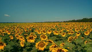 Video Background mixkit-gigantic-field-of-sunflowers-on-a-sunny-day