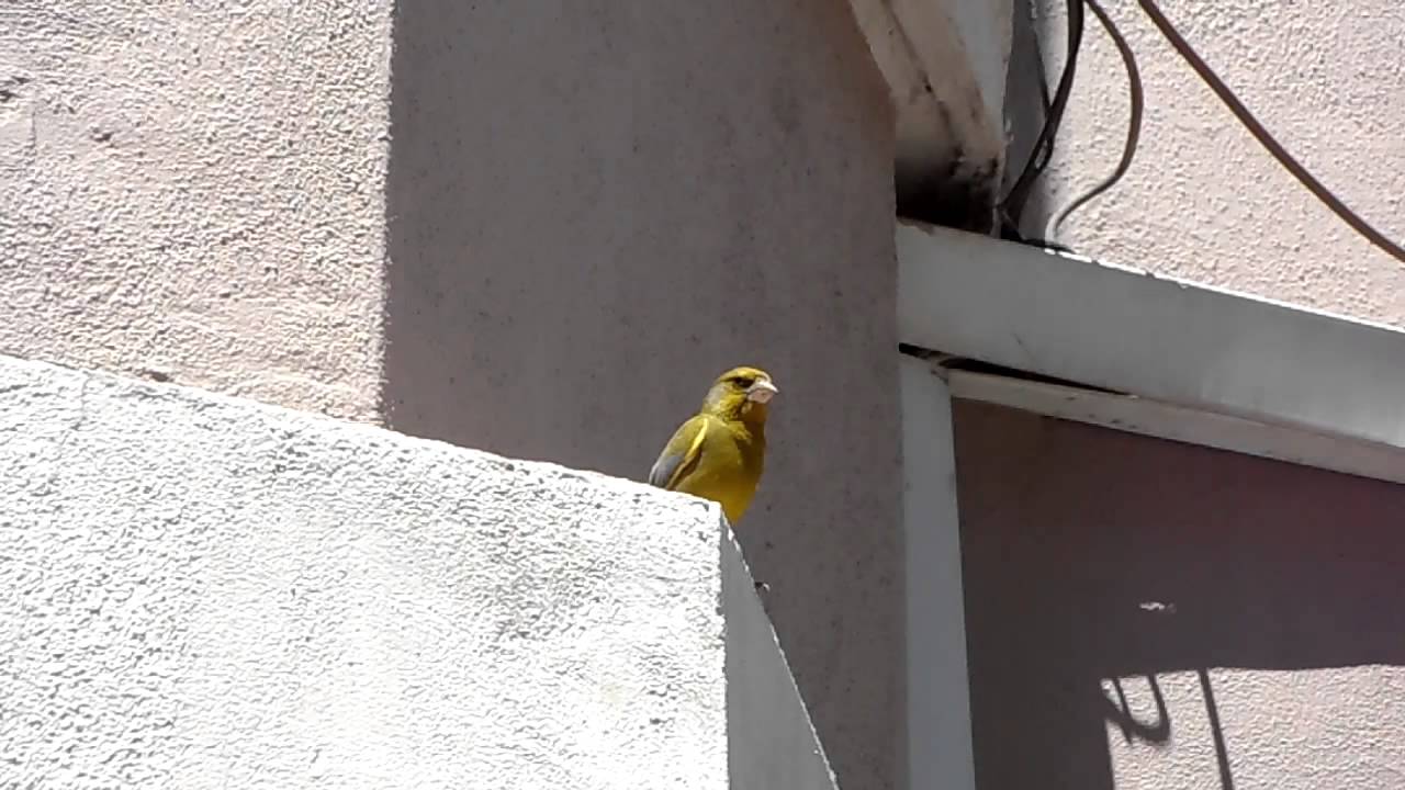 European Greenfinch 