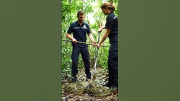 Brave Rescuers Save Kitten From Python  😱  #animalrescue #cat #shorts #rescuecats #heartfeltsaves