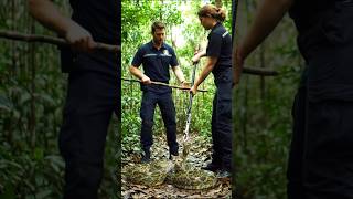 Brave Rescuers Save Kitten From Python  😱  #animalrescue #cat #shorts #rescuecats #heartfeltsaves