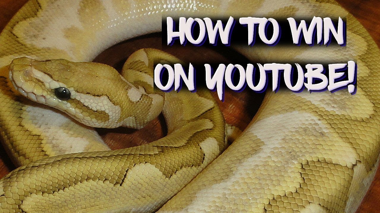 thumbnail maker apk How to Win on YouTube!