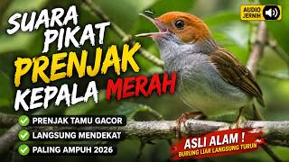 Suara Pikat Prenjak Kepala Merah Paling Ampuh 🔥 Prenjak Tamu Gacor Langsung Datang | Audio Asli 2026