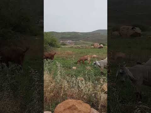 ريف فلسطين ماعز 