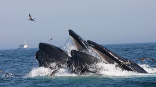 Marine protected areas need more enforcement