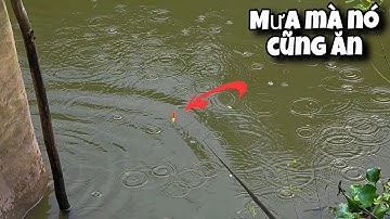 Tập 138 - Câu Cá Rô Đồng Mùa Mưa Trúng Bầy Cá Này Giật Từ Sáng Tới Chiều | Trương Rô Miền Tây