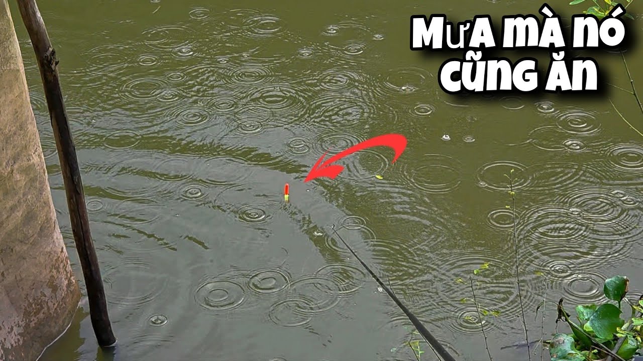 Tập 138 - Câu Cá Rô Đồng Mùa Mưa Trúng Bầy Cá Này Giật Từ Sáng Tới Chiều | Trương Rô Miền Tây