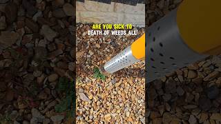 🐾🌱 #Ad Pet safe chemical free thermal weeder from Hozelock. Link in bio and description #petsafe