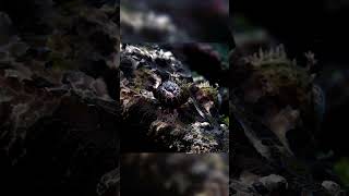 Super camouflage | #nature #world #animals #voyage