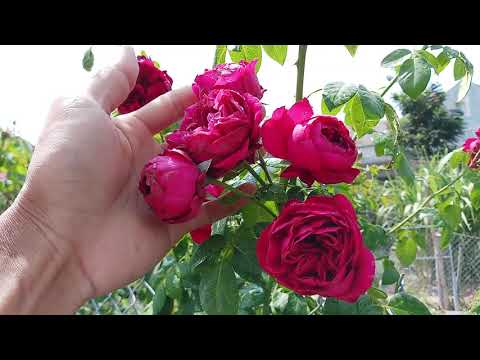 Video: Meilland Roses là gì?