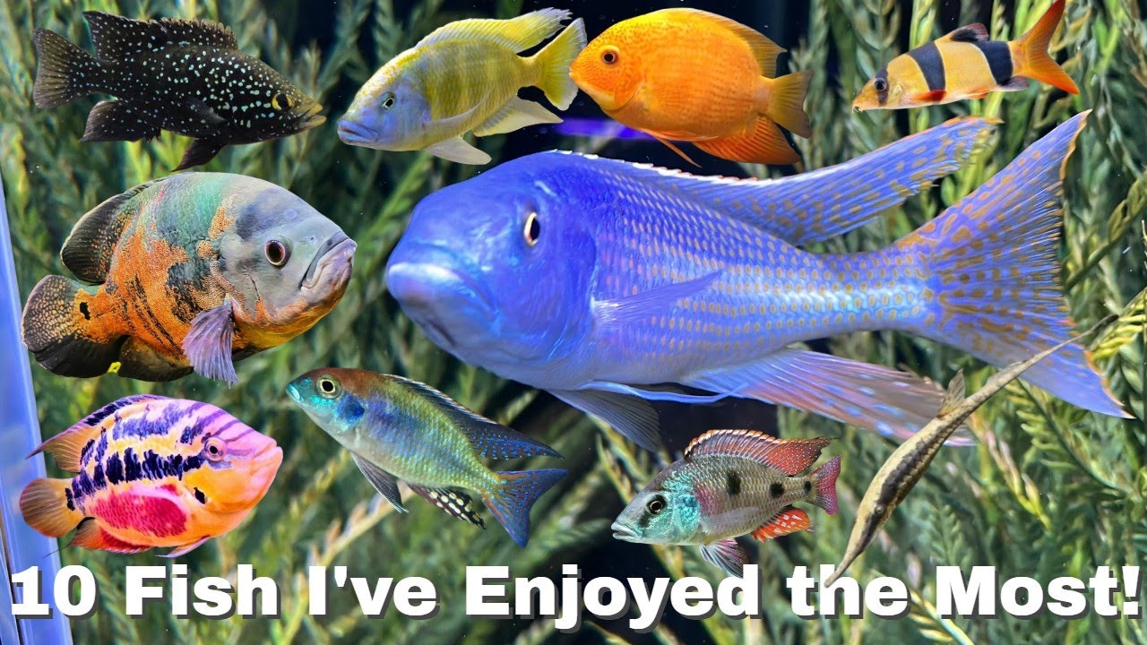 10 Most Fun Fish to Own [and What Made them So Special] - YouTube