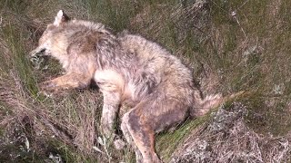 Mange Coyote! | Did Him a Favor by OutDoors 406 1,358 views 3 years ago 6 minutes, 53 seconds