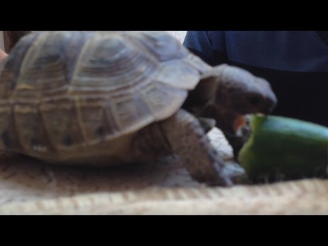 Video: Tısbağa Adamının Net Dəyəri: Wiki, Evli, Ailə, Toy, Maaş, Qardaşlar