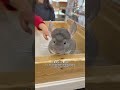 🇯🇵 Pet Cafe in Osaka #japan #lifeinjapan #japanlife #animals #animalcafe #osaka