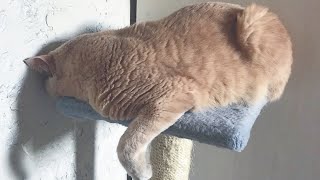 VLOG: НЕУДАЧНЫЙ ПРАНК! ПРИНЕСЛИ СОБАКУ НА ПАРЫ! МЫ ВЫИГРАЛИ МАШИНУ! 13.11.18/ Irisha Day VLOG: НЕУДАЧНЫЙ ПРАНК! ПРИНЕСЛИ СОБАКУ НА ПАРЫ! МЫ ВЫИГРАЛИ МАШИНУ! 13.11.18/ Irisha Day