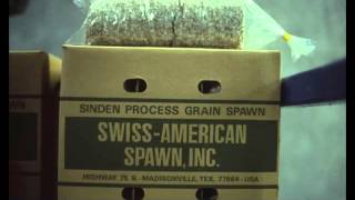 Mycelium explained