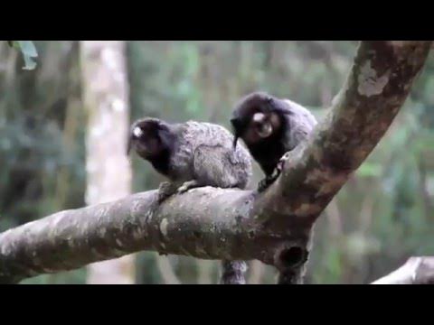 Callithrix Penicillata, Mico-Estrela ou Sagui-de-Tufo-Preto - iGUi Ecologia