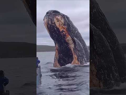 اصوات لازم نحمد ربنا انها لم تعد موجوده الجزء 13