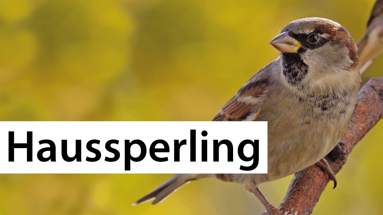 Vögel erkennen: Der Haussperling - Spatz | Wildvogelverzeichnis | Vogelsteckbrief | dobar wildlife