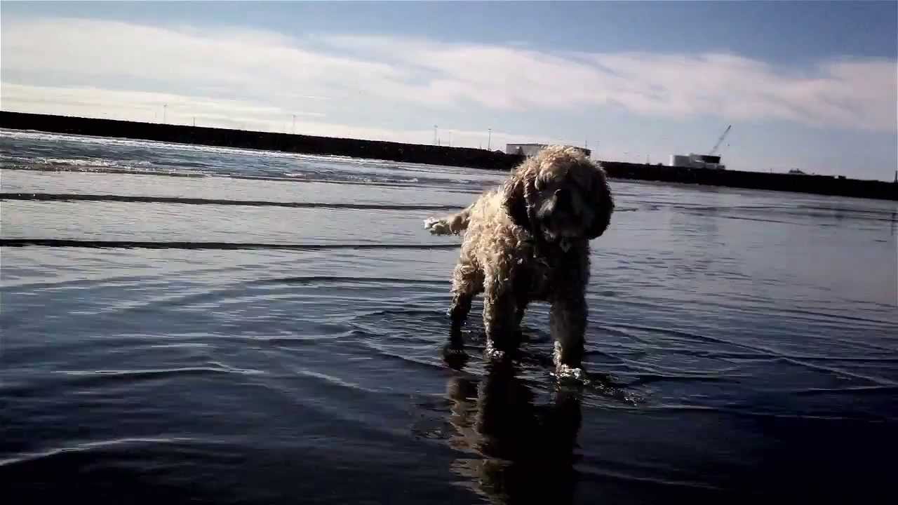 Summer job in Iceland YouTube