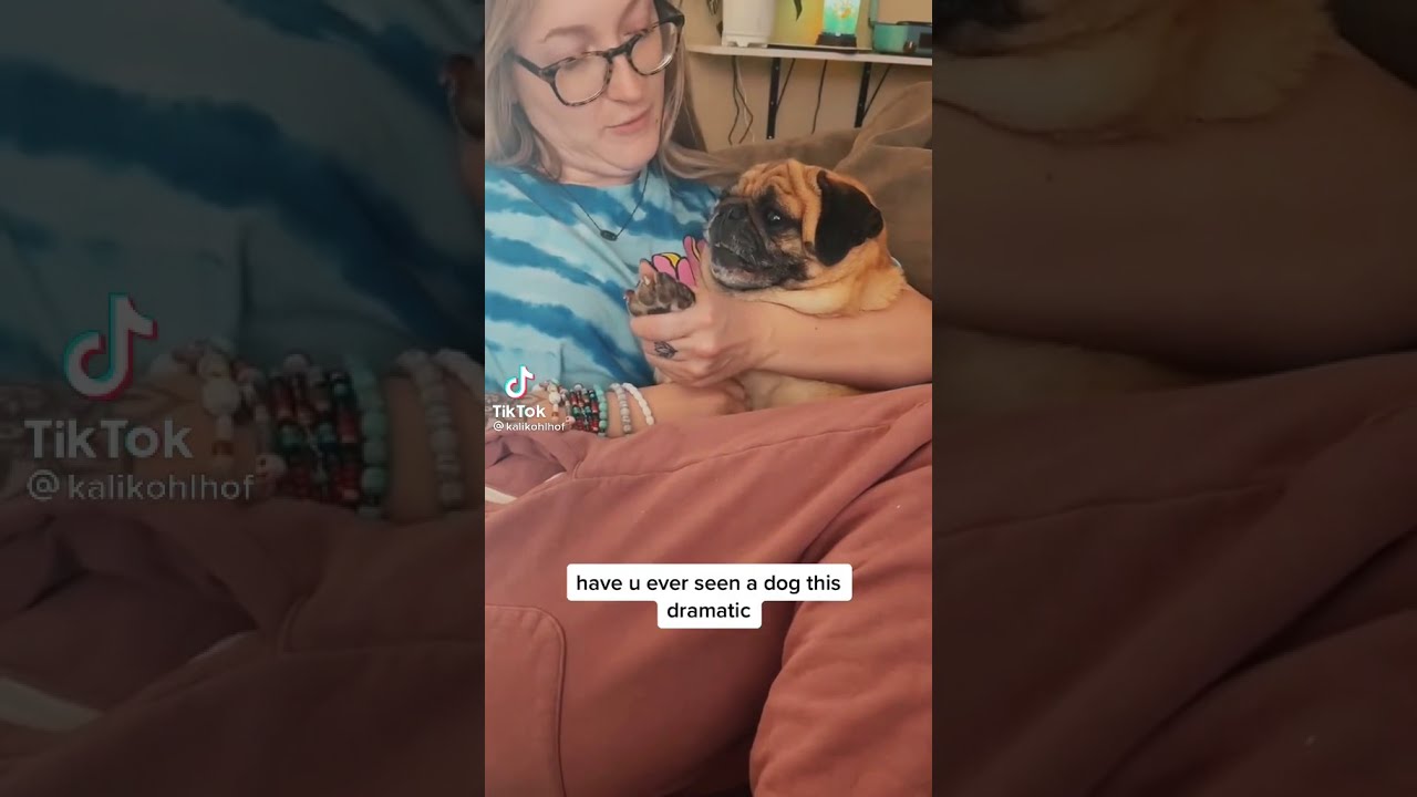 Dramatic pug getting nails cut