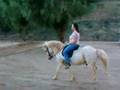 Andi, Icelandic Horse