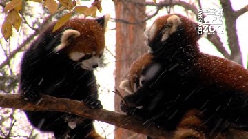 Red Panda Cubs Experience 1st Snow - Cincinnati Zoo
