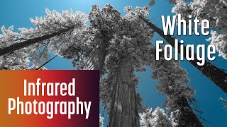 White Foliage in Infrared Images