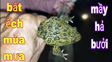 Soi Ếch Và Túc Ếch Bằng 12 Cửa Ngục Vào Mùa Mưa Ở Miền Tây # SĂN BẮT ĐỒNG THÁP #