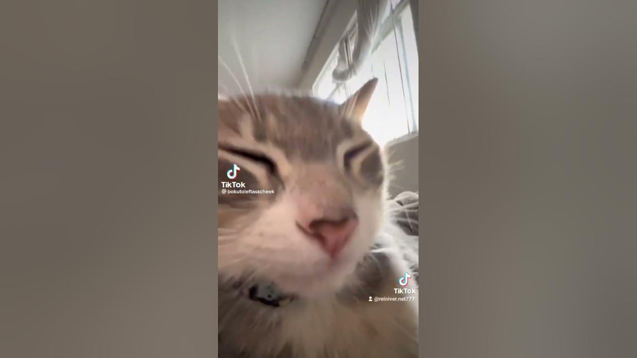 popipopipopopipo #cat #catsoftiktok #fyp #parati #popipo