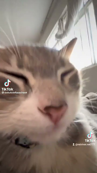popipopipopopipo #cat #catsoftiktok #fyp #parati #popipo