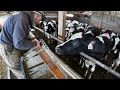 Taper board feeder adjustment at our heifer facility