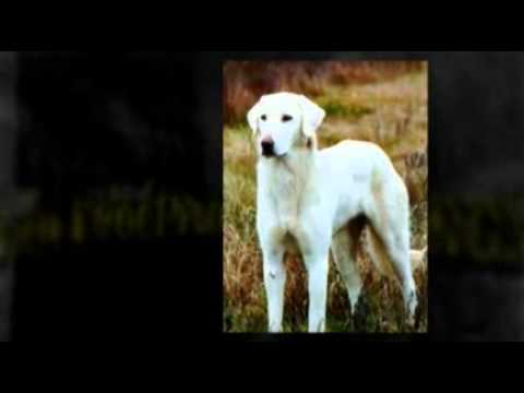 puppy paradise The Akbash