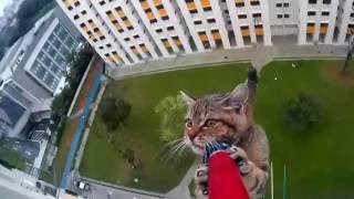 Спасение кота с крыши небоскрёба | Save a cat from a skyscraper