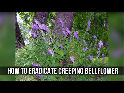 Video: Creeping Bellflower Eradication - Yuav Ua Li Cas Kom Tau Txais Kev Ruaj Ntseg Ntawm Kab Ntsig