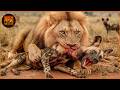 Deadliest Lion Attacks Caught on Camera | Wild Animals