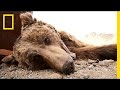 Saving the World's Rarest Bear | National Geographic