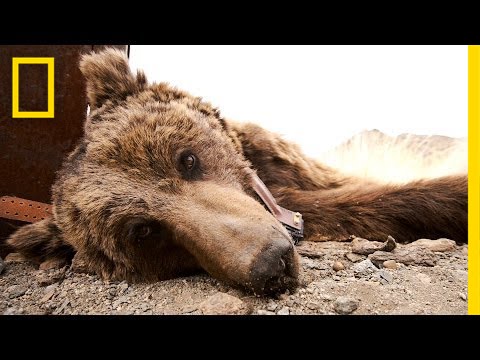 How Do Gobi Bears Survive?