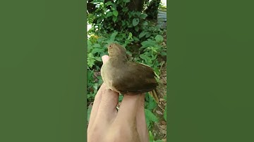 Mikat Burung Dikebun Dapat burung Merbah!#kicaumania #shorts