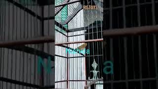 Download Lagu PLECI NISHIDA MP3