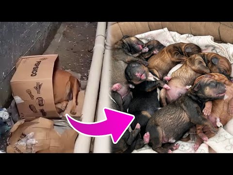 Pregnant Stray Dog Struggles for Days Before an Urgent Rescue Saves Her Life and Her Puppies