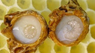 غذاء ملكات النحل (Royal Jelly) وفوائده الهائلة