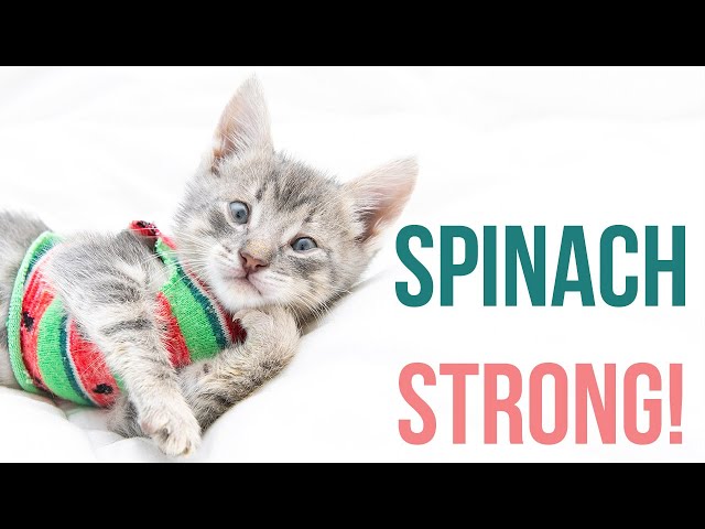 Spinach the Kitten Has Pectus Excavatum