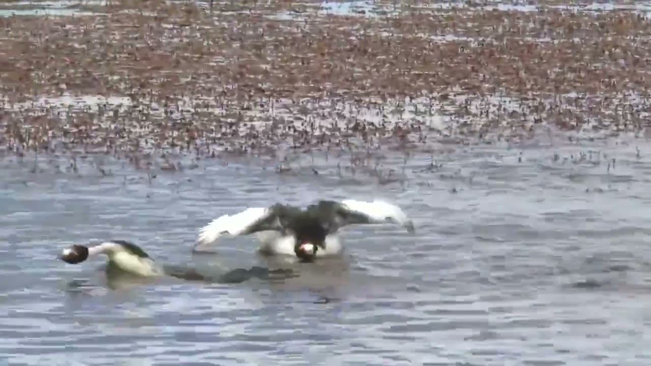 Брачный танц капюшонной поганки (Podiceps gallardoi).