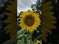 6 Ft Sunflower рџЊ Sunflower Sun Flower Flowers Flowergarden Garden Outdoors Plants Gardening 6 Ft Sunflower рџЊ Sunflower Sun Flower Flowers Flowergarden Garden Outdoors Plants Gardening