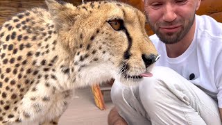 A cheetah that loves pasta! Gerda's trying new food