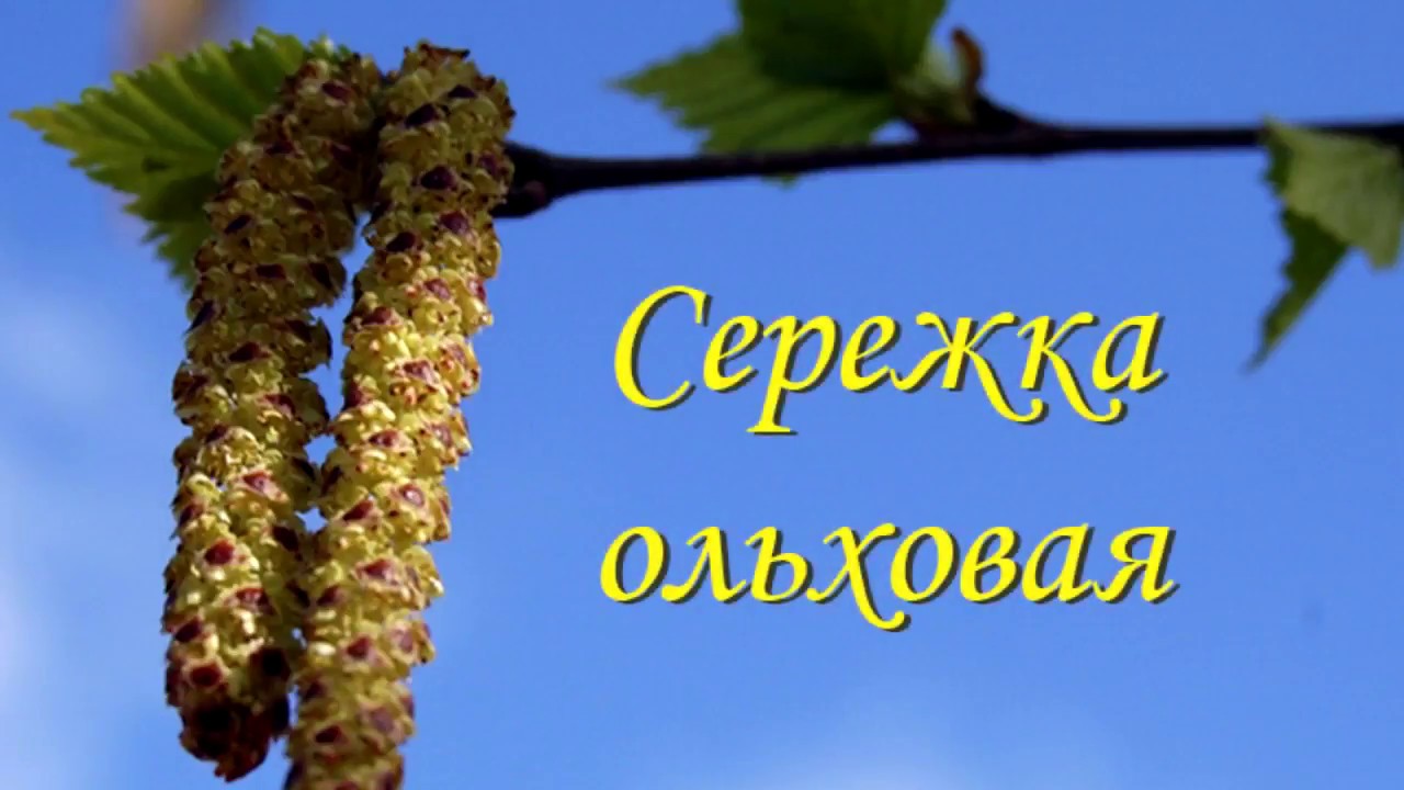 песня сережка. евтушенко ольховая сережка. евтушенко ольховая сережка. песня сережка с малой бронной и витька с моховой слова. текст песни сережка ольховая.