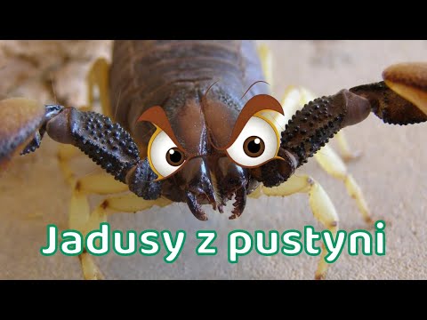 Wideo: Najbardziej trujący skorpion na świecie: przedstawiciele i ich cechy