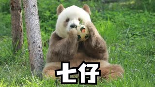 秦岭野外发现棕色大熊猫，七仔有兄弟跟他争家产了