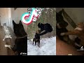 Angry Cats VS Dogs Funny Cat 😸 and Dog 🐶 Tiktok Compilation